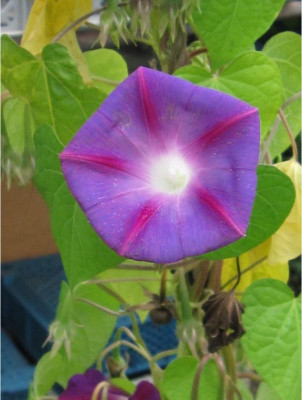 I.purpurea R.L..JPG
