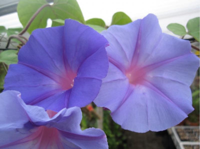 I.indica - I.Edith Piaf.JPG