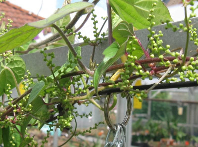 Dioscorea spec.Blüte.JPG