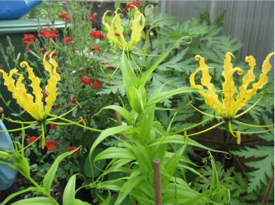 Gloriosa lutea.JPG