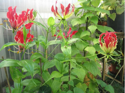 Gloriosa superba Rothschildiana.JPG