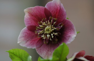 Helleborus_Ferdinandushof_4_03-02-2008.jpg