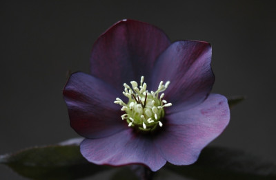 Helleborus_Coen_van_Poucke_4_03-02-2008.jpg