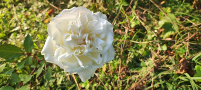 IMG_20210825_190439.jpg