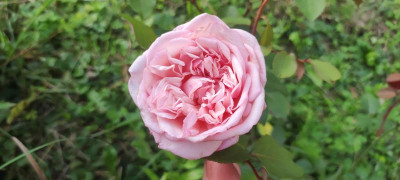 IMG_20210825_190605.jpg