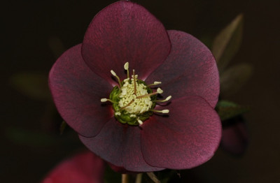 Helleborus_Coen_van_Poucke_5_03-02-2008.jpg