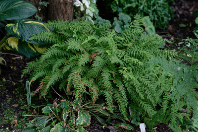 DSC_2783_DxO.jpg