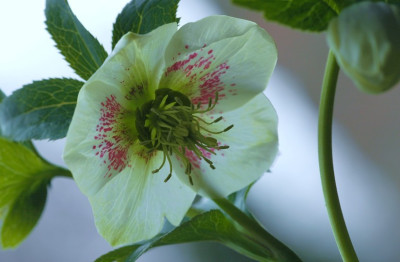 Helleborus_Coen_van_Poucke_3_03-02-2008.jpg