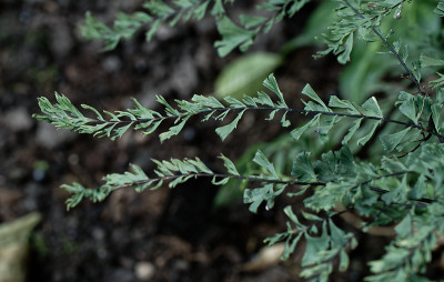 DSC_2784_DxO.jpg