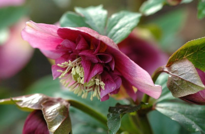Helleborus_Garten_Coen_van_Poucke_1_03-02-2008.jpg