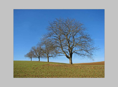 BAUMGRUPPE_I_BL.jpg