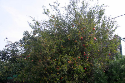La_Palmaa4608.jpg