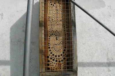 Wildbienen 008.jpg