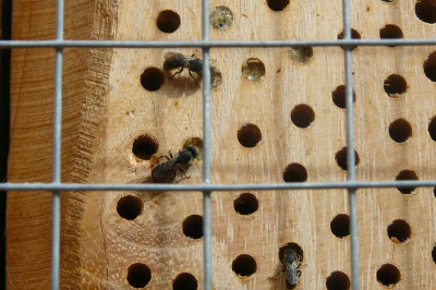 Wildbienen 005.jpg