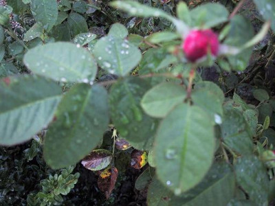 blatt_damascena.jpg