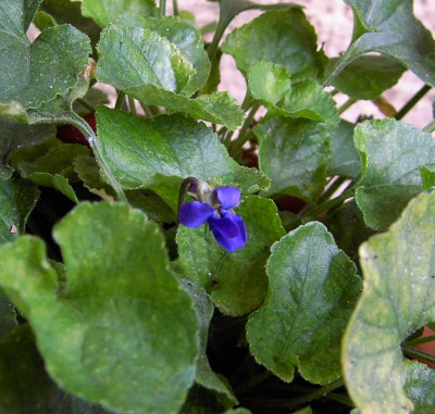 Viola_odorata2004.jpg
