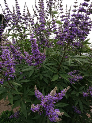 Vitex 8.JPG