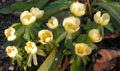 Eranthis_Schwefelglanz_007.jpg
