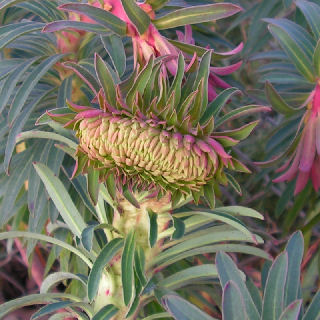 Euphorbia_Fasciation_057.jpg