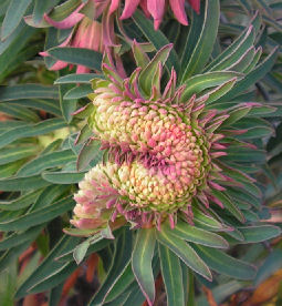 Euphorbia_Fasciation_058.jpg