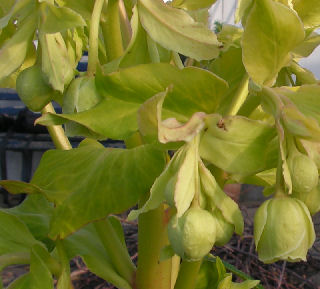 Helleborus_GB_038.jpg