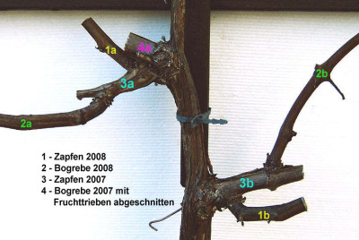 Bogrebenschnitt_Detail.jpg