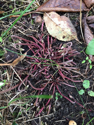 2021-08-29 Cyclamen.JPG