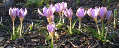 Crocus_imperatii_de_Jager_005.jpg