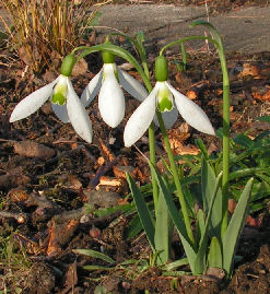 Galanthus_Becherer_017.jpg