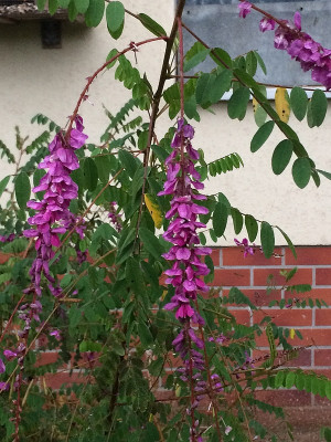 2021-08-29 Indigofera 1.JPG