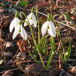 Galanthus_Long_drop_020.jpg