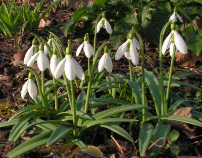 Galanthus_byzantinus_028.jpg