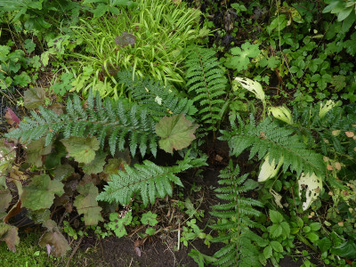 2021-08-29 Polystichum x dycei 1.jpg