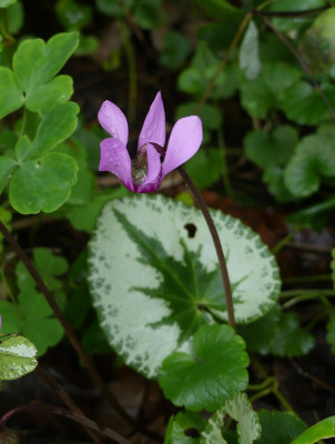 2021-08-29 Cyclamen purpurascens 2.jpg