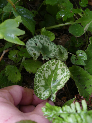 2021-08-29 Cyclamen purpurascens 6.jpg