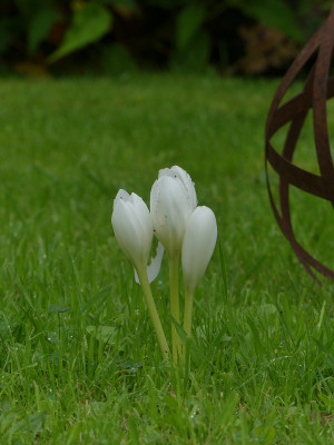 2021-08-29 Colchicum 1.jpg