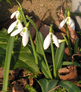 Galanthus_byzantinus_053.jpg