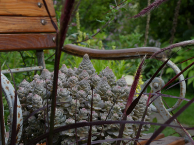 2021-08-29 Gartenimpressionen 1.jpg