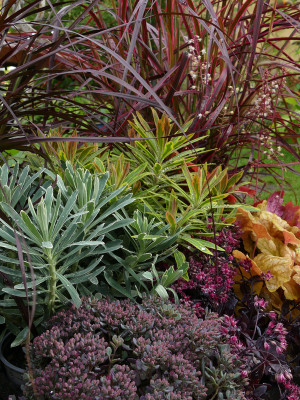 2021-08-29 Gartenimpressionen 2.jpg