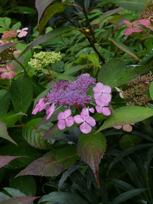 2021-08-29 Gartenimpressionen 5.jpg