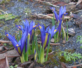 Iris_hyrcana_035.jpg