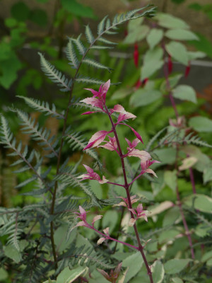 2021-08-29 Fuchsia magellanica  'Tricolor'.jpg