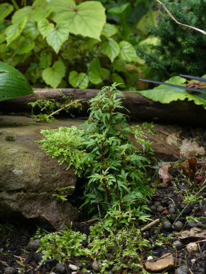 2021-08-29 Hedera 'Dyinnii' 1.jpg