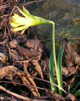 Narcissus_jacetanus_034.jpg