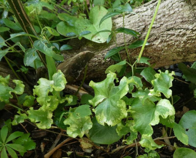 Hedera helix 'Clotted Cream'.jpg