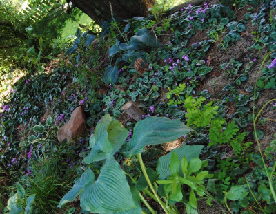 DSC_0040.JPG