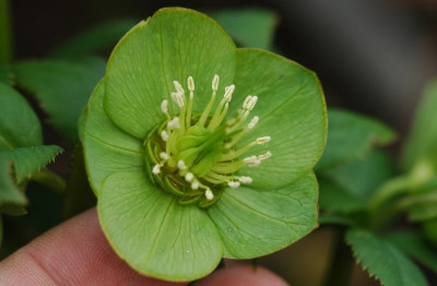 Helleborus_Garten_Coen_van_Poucke_4_03-02-2008.jpg