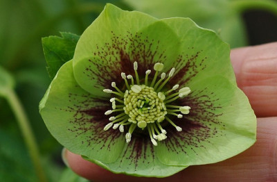 Helleborus_Garten_Coen_van_Poucke_2_03-02-2008.jpg