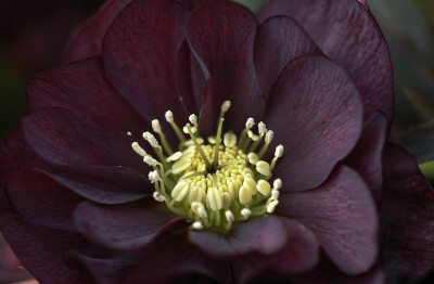 Helleborus_Garten_Coen_van_Poucke_6_03-02-2008.jpg