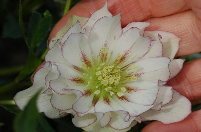 Helleborus_Garten_Coen_van_Poucke_7_03-02-2008.jpg